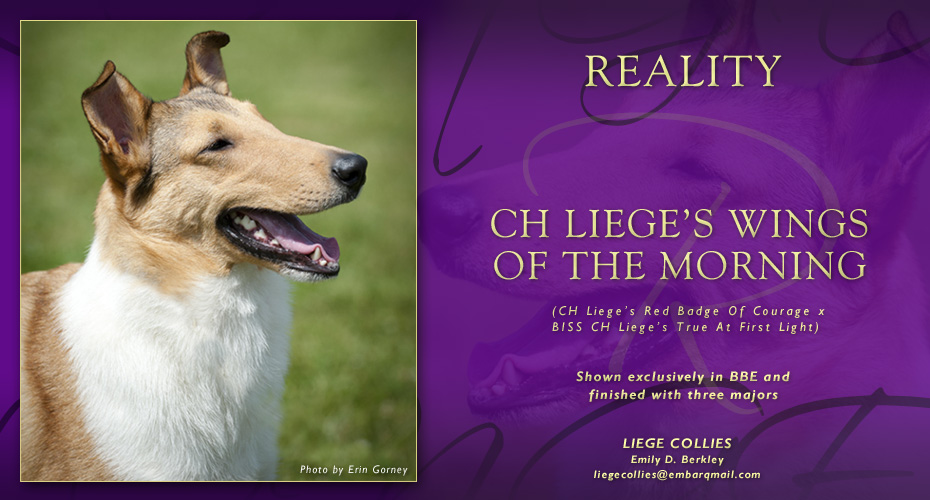 Liege Collies -- CH Liege's Wings Of The Morning