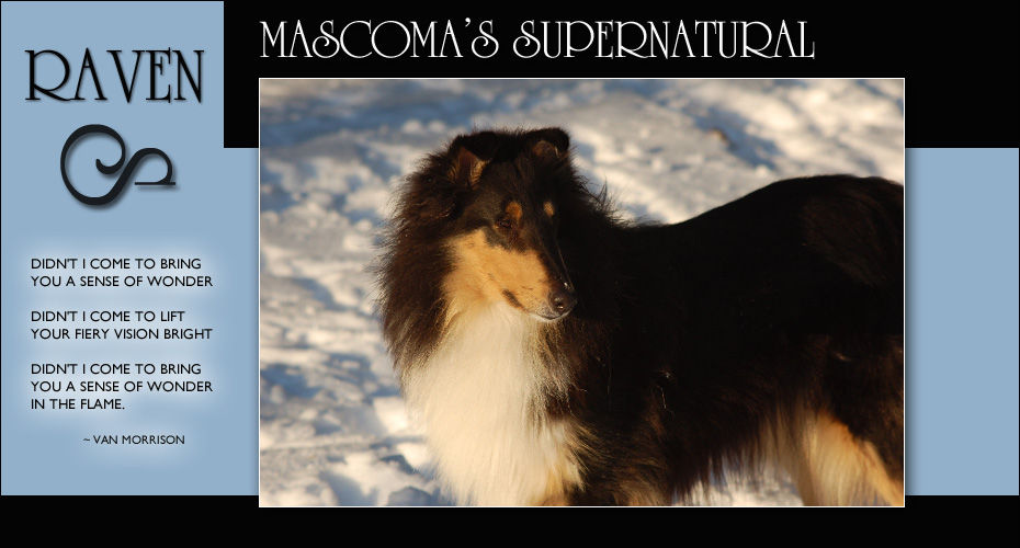 Mascoma Collies -- In Loving Memory of Mascoma's Supernatural