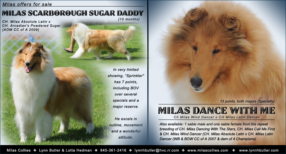 Milas Collies -- Milas Scarborough Sugar Daddy and Milas Dance With Me