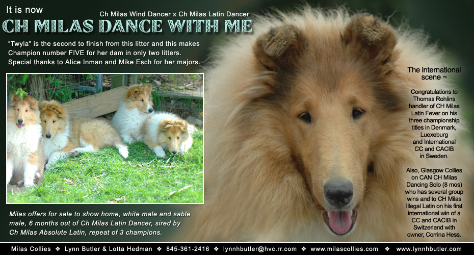 Milas Collies -- CH Milas Dance With Me