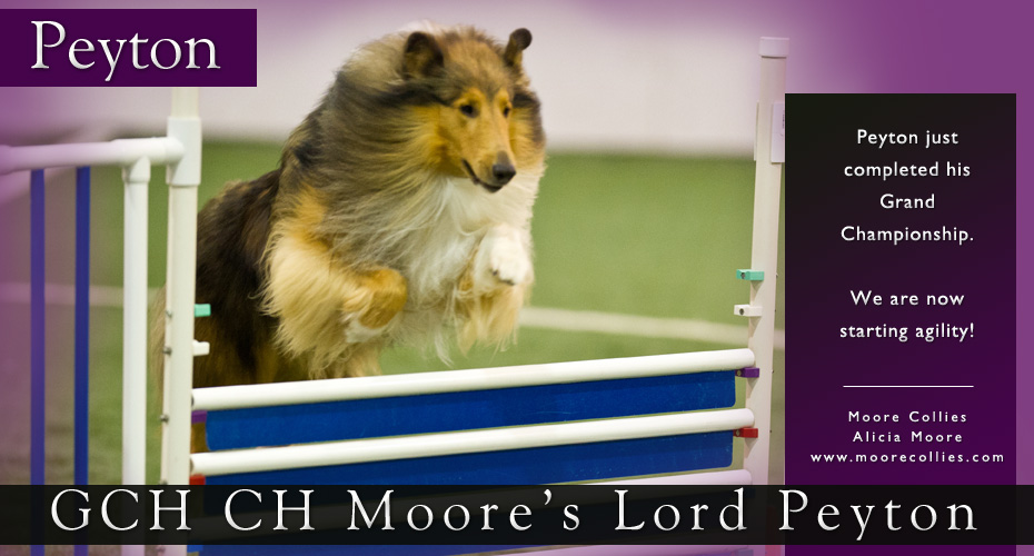 Moore Collies -- GCH CH Moore's Lord Peyton