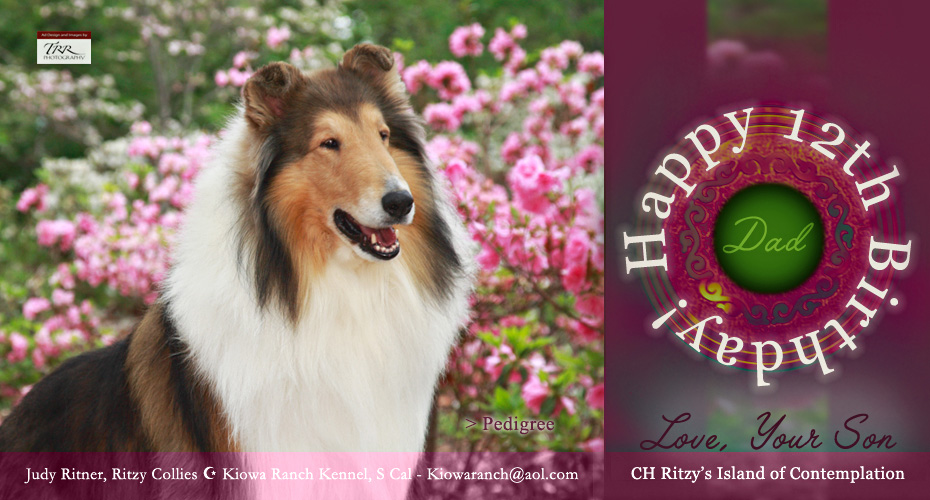 Ritzy Collies -- CH Ritzy's Island of Contemplation