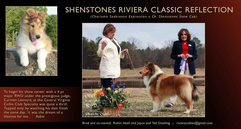 Riviera Collies and Shenstone Collies -- Shenstones Riviera Classic Reflection