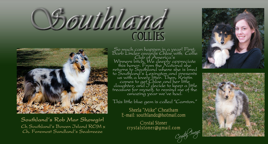 Southland Collies -- Southland's Rob Mar Showgirl
