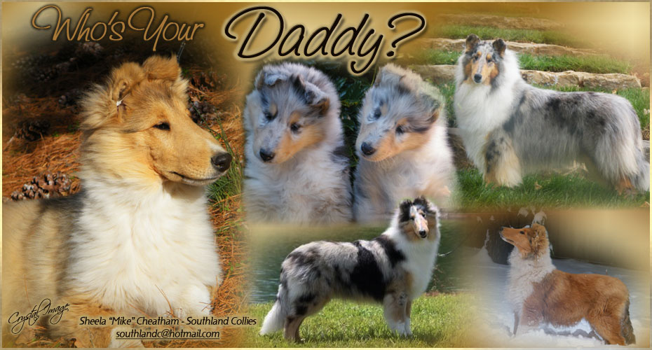 Southland Collies 