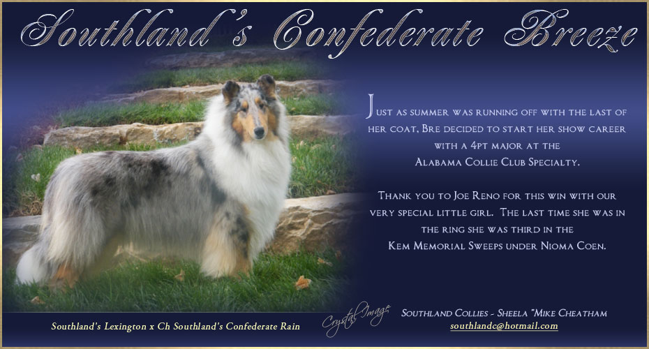 Southland Collies -- Southland's Confederate Breeze