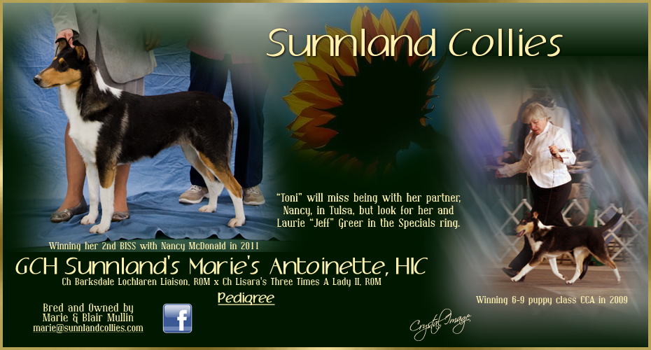 Sunnland Collies -- GCH Sunnland's Marie's Antoinette, HIC