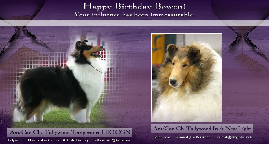 Tallywood Collies / Rainforest Collies -- AM/CAN CH Tallywood Temperance HIC CGN and AM/CAN CH Tallywood In A New Light