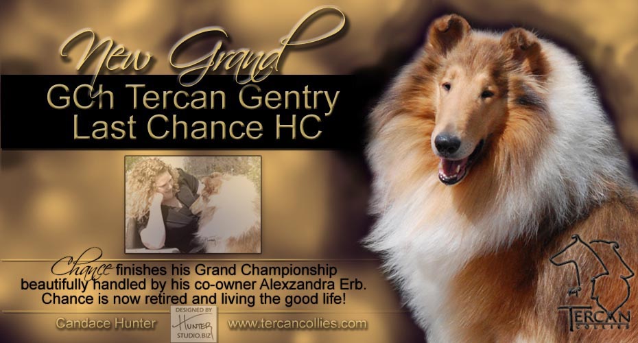 Tercan Collies -- GCH Tercan Gentry Last Chance HC