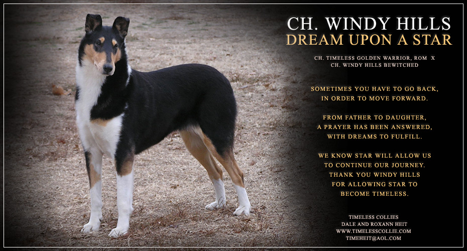 Timeless Collies -- CH Windy Hills Dream Upon A Star