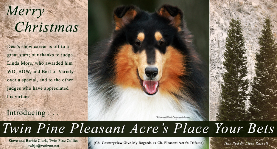 Twin Pine Collies -- Twin Pine Pleasant Acre's Place Your Bets