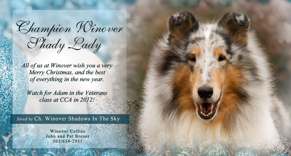 Winover Collies -- CH Winover Shady Lady