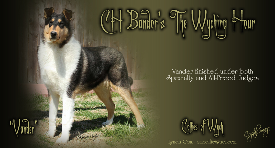 Collies Of Wych -- CH Bandor's The Wyching Hour