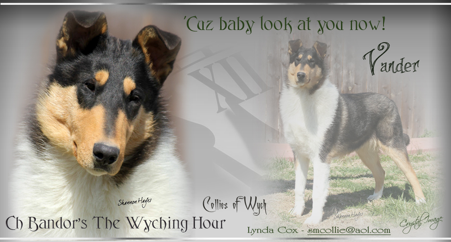 Collies Of Wych -- CH Bandor's The Wyching Hour