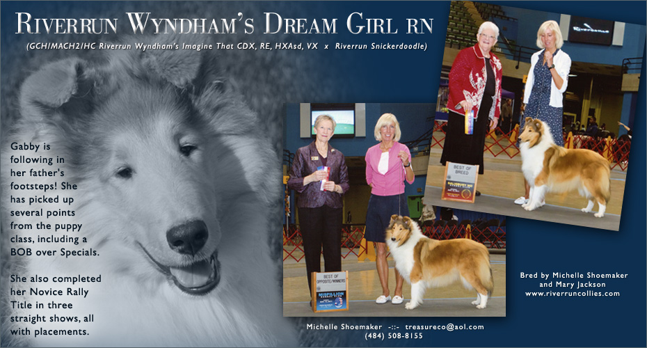 Wyndham Collies -- Riverrun Wyndham's Dream Girl RN