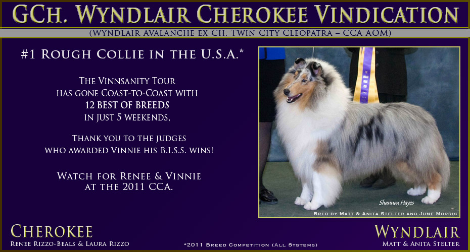 Cherokee Collies / Wyndlair Collies -- GCH Wyndlair Cherokee Vindication