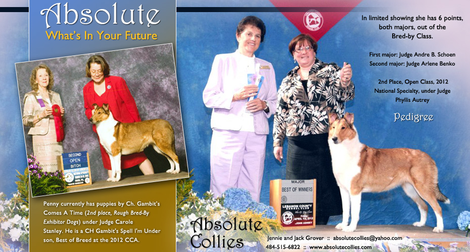 Absolute Collies -- Absolute What's In Your Future