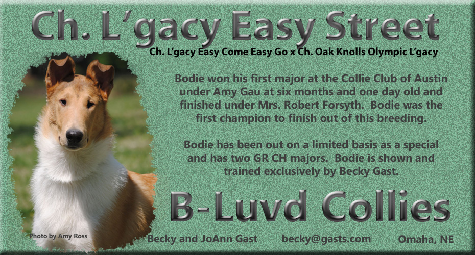 B-Luvd Collies -- CH L'gacy Easy Street