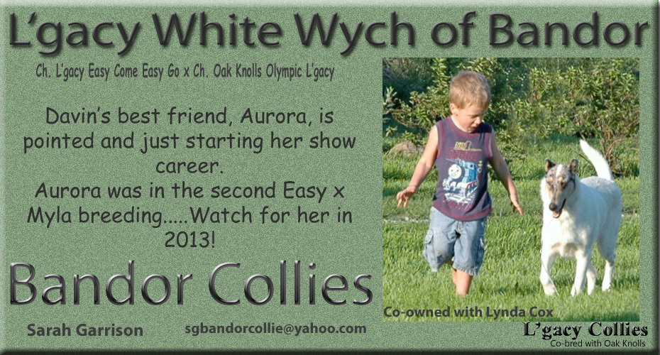 Bandor Collies / Wych Collies -- L'gacy White Wych Of Bandor