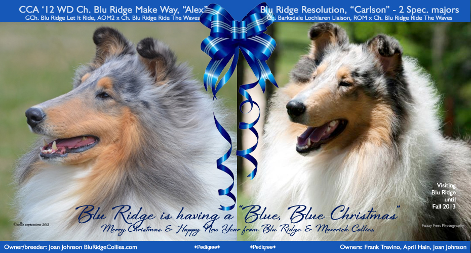 Blu Ridge Collies -- CH Blu Ridge Make Way and Blu Ridge Resolution