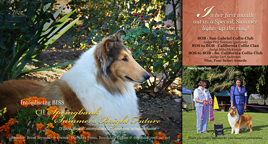 Brookdale Collies -- CH Springbank Summer's Bright Future