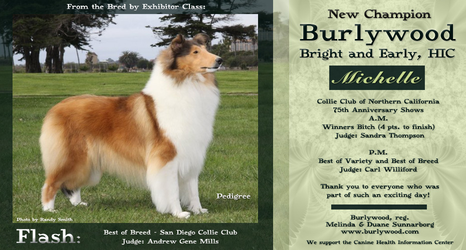 Burlywood Collies -- CH Burlywood Bright And Early, HIC