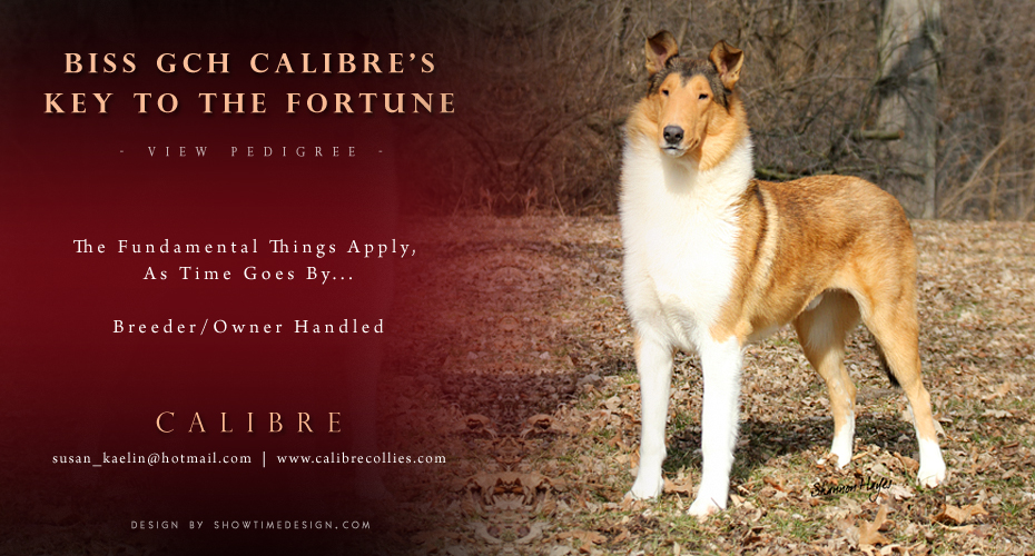 Calibre Collies -- GCH Calibre's Key To The Fortune