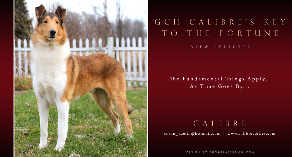 Calibre Collies -- GCH Calibre's Key To The Fortune