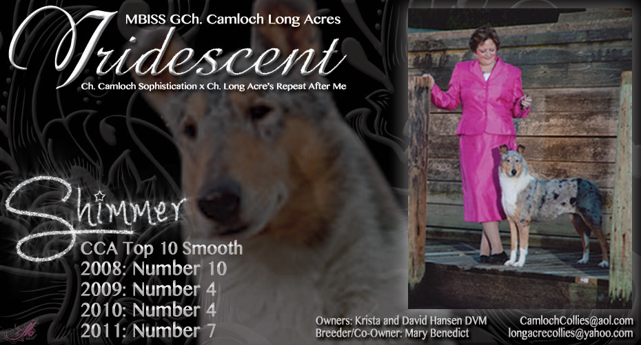 Camloch Collies / Long Acre Collies -- CH Camloch Long Acres Iridescent
