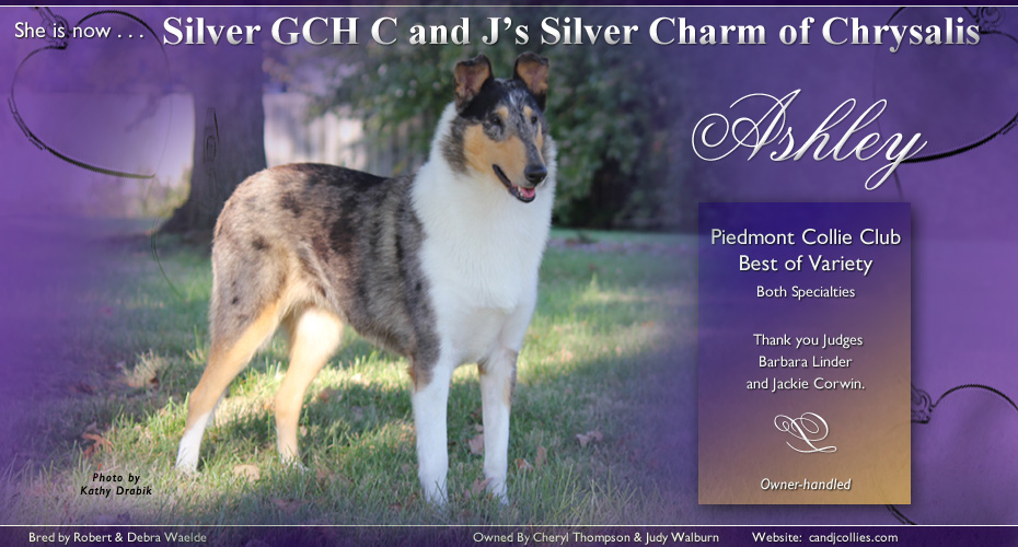 C and J Collies -- Silver GCH C and J's Silver Charm of Chrysalis