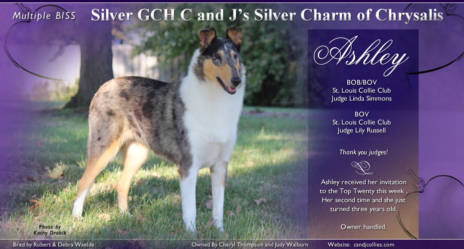 C and J Collies -- Silver GCH C and J's Silver Charm of Chrysalis