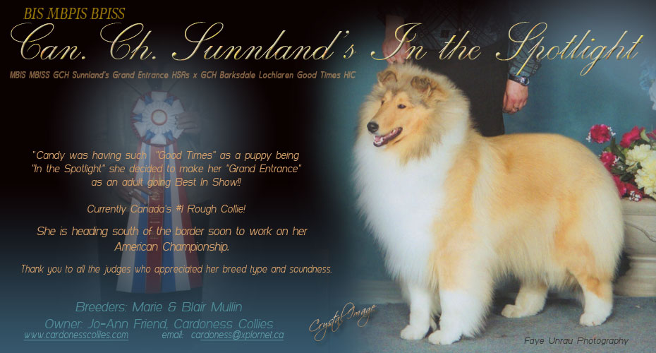 Cardoness Collies -- CAN CH Sunnland's In The Spotlight