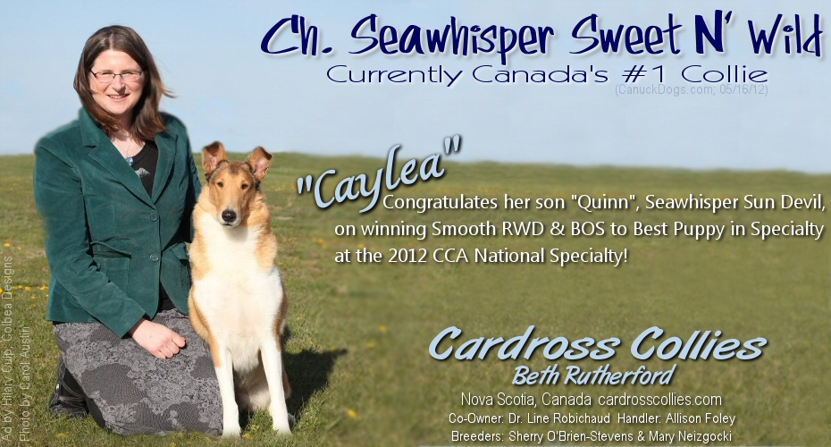 Cardross Collies -- CH Seawhisper Sweet N' Wild