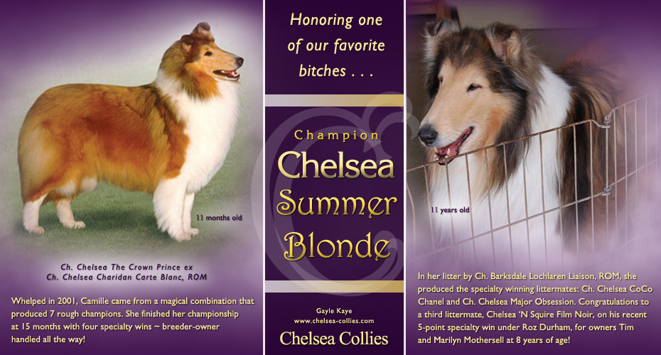 Chelsea Collies -- CH Chelsea Summer Blonde