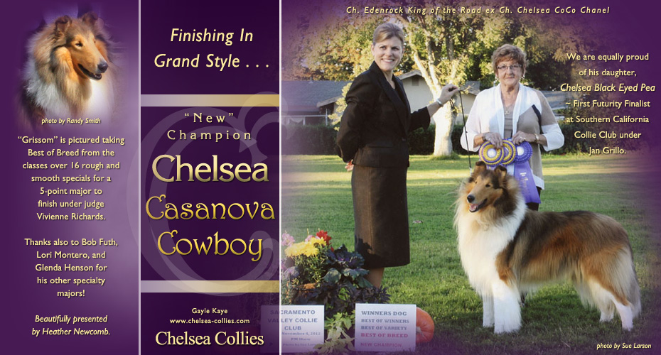 Chelsea Collies -- CH Chelsea Casanova Cowboy