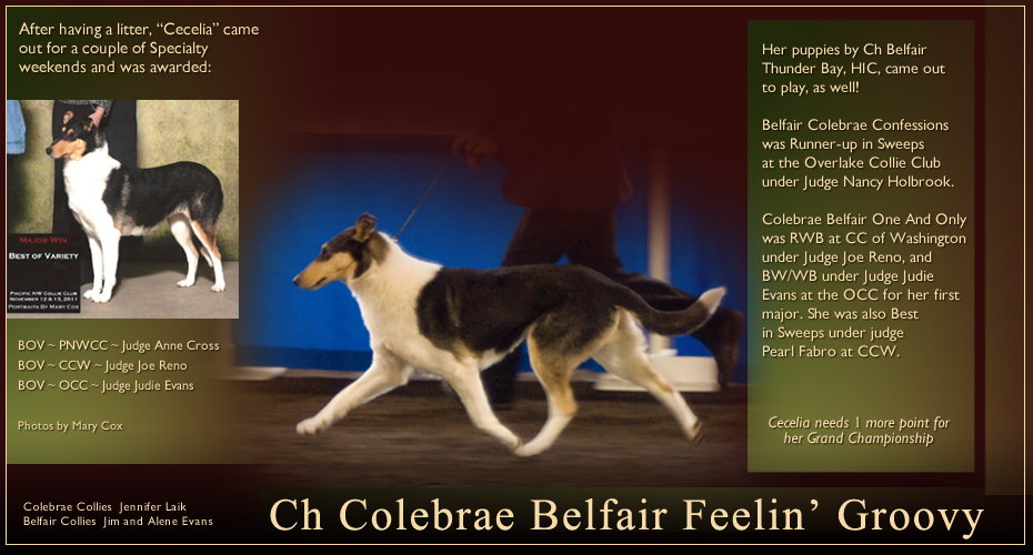 Colebrae Collies / Belfair Collies  -- CH Colebrae Belfair Feelin' Groovy