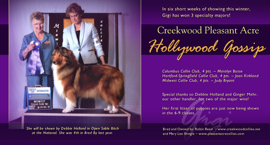 Creekwood Collies  -- Creekwood Pleasant Acre Hollywood Gossip