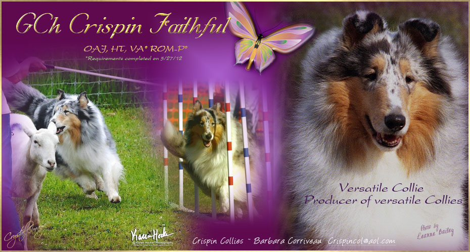 Crispin Collies -- GCH Crispin Faithful OAJ, HT, VA, ROM-P