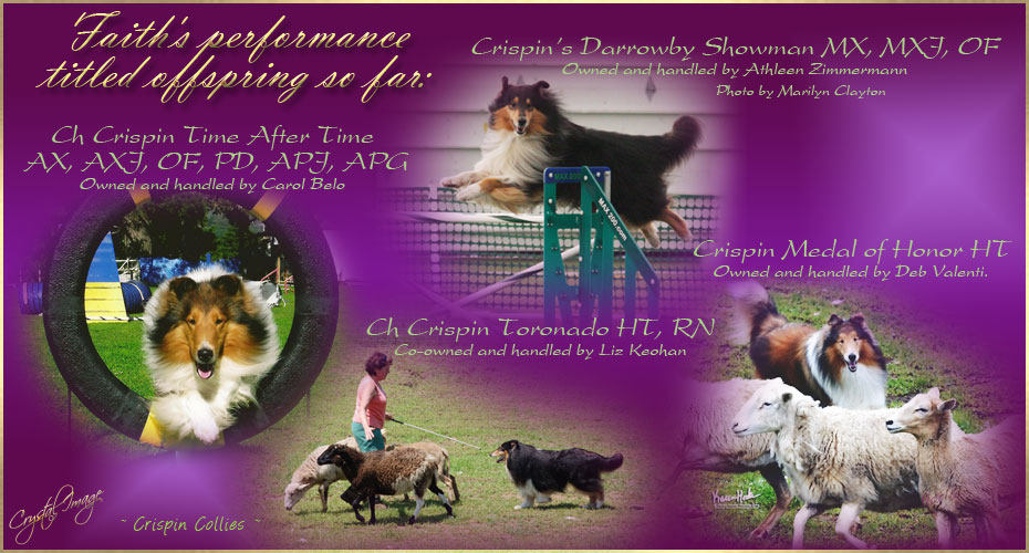 Crispin Collies -- CH Crispin Time After Time AX, AXJ, OF, PD, APJ, APG, Crispin's Darrowby Showman MX, MXJ, OF, CH Crispin Toronado HT, RN and Crispin Medal Of Honor HT
