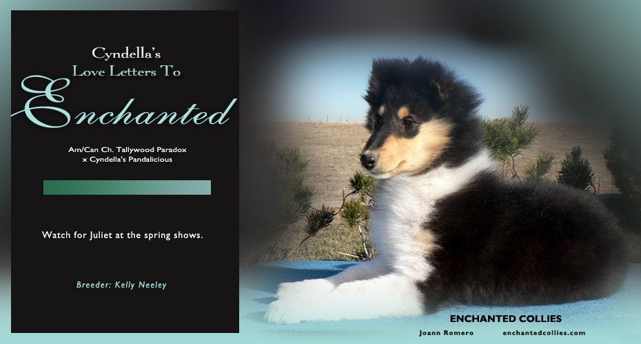 Enchanted Collies -- Cyndella's Love Letters To Enchanted