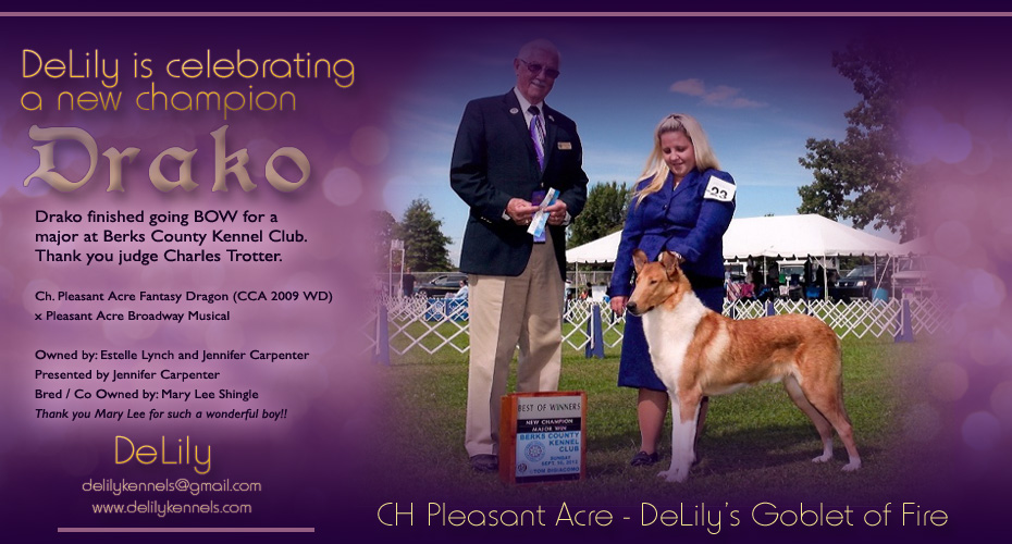 DeLily Great Danes and Collies -- CH Pleasant Acre-DeLily's Goblet Of Fire