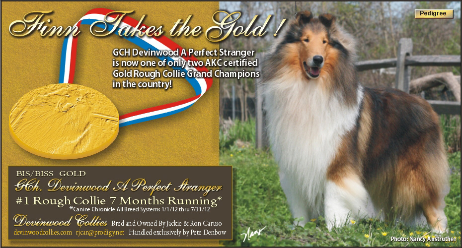 Devinwood Collies -- Gold GCH Devinwood A Perfect Stranger