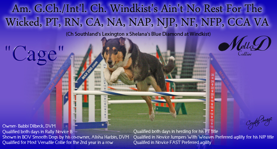 Mello-D Collies -- CH Windkist's Aint No Rest For The Wicked, PT, RN, CA, NA, NAP, NJP, NF, NFP, CCA VA