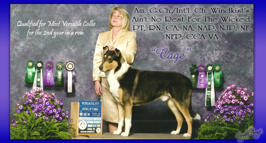Mello-D Collies -- CH Windkist's Aint No Rest For The Wicked, PT, RN, CA, NA, NAP, NJP, NF, NFP, CCA VA