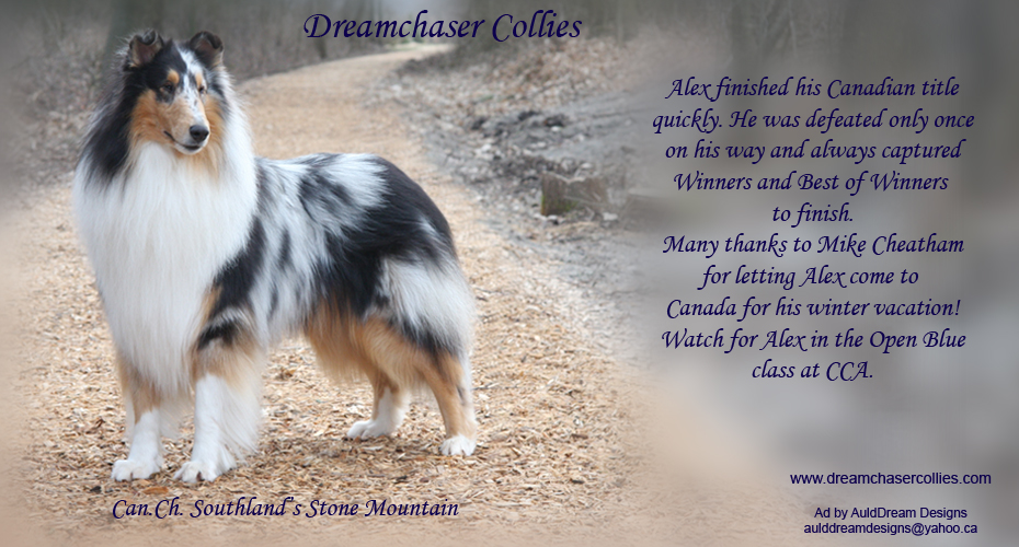 Dreamchaser Collies -- CAN CH Southland's Stone Mountain