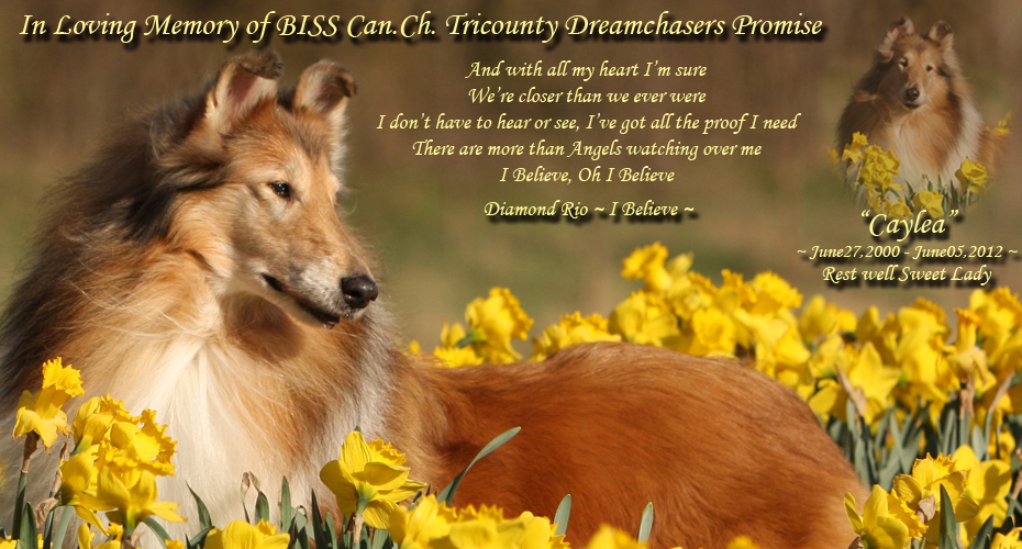 Dreamchaser Collies -- CAN CH Tricounty Dreamchasers Promise