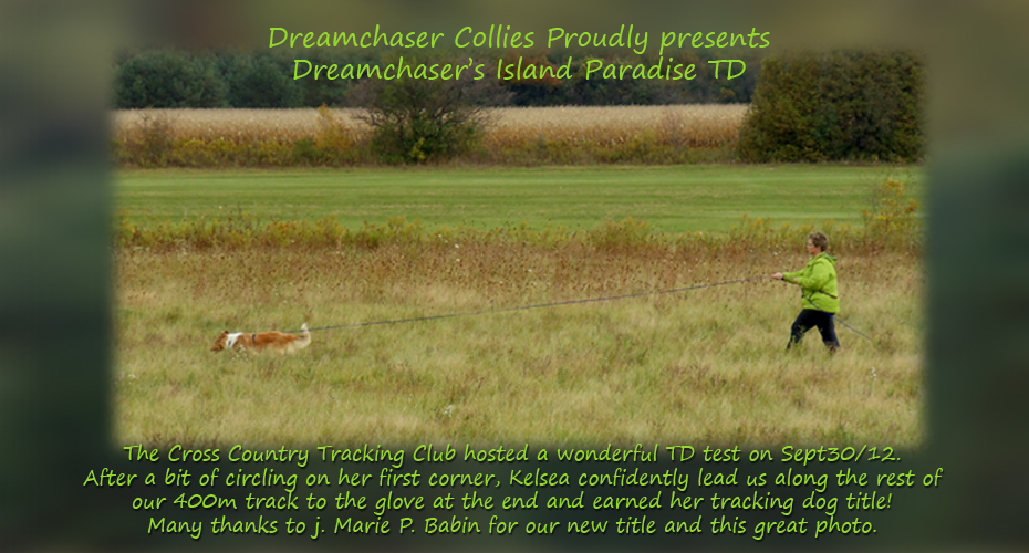 Dreamchaser Collies -- Dreamchaser's Island Paradise TD