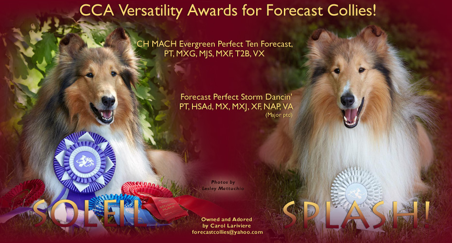 Forecast Collies -- CH MACH Evergreen Perfect Ten Forecast, PT, MXG, MJS, MXF, T2B, VX and  Forecast Perfect Storm Dancin' PT, HSAd, MX, MXJ, XF, NAP, VA