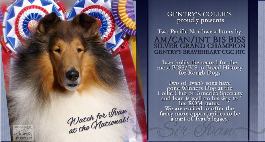 Gentry Collies -- AM/CAN/INT Silver GCH Gentry's Braveheart CGC, HIC