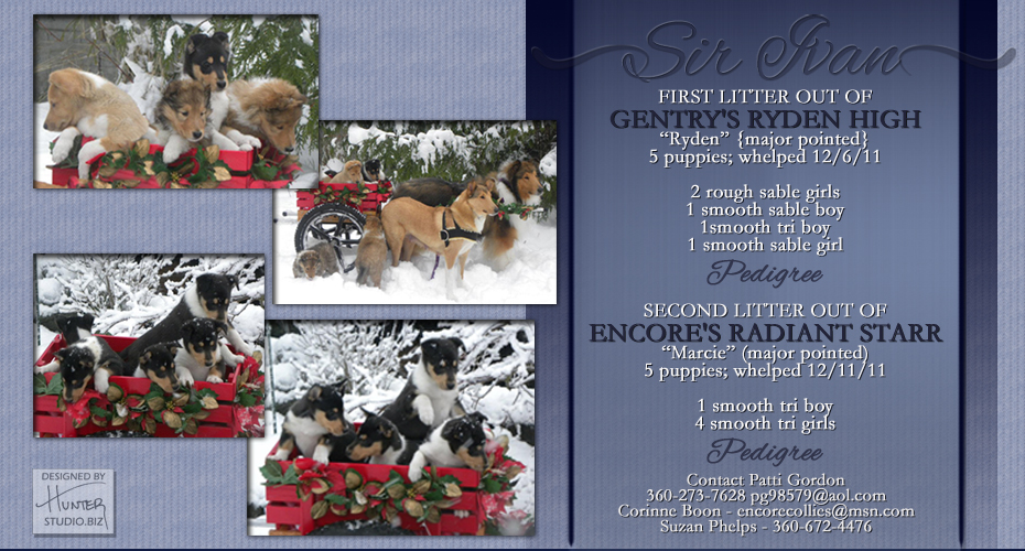 Gentry Collies / Encore Collies -- Gentry's Ryden High and Encore's Radiant Starr